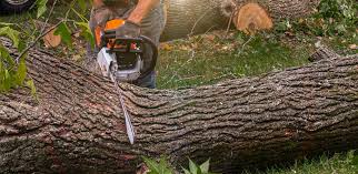Best Weed Control  in Aransas Pass, TX