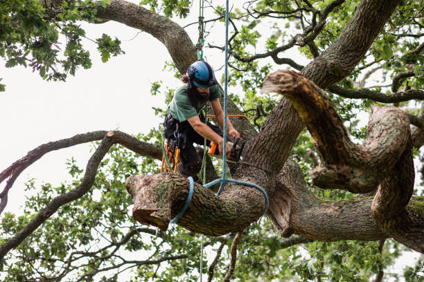 Best Leaf Removal  in Aransas Pass, TX